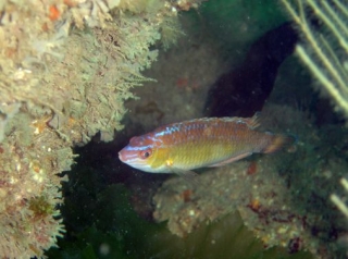  Buceo recreativo en el 22